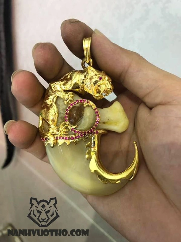giá móng hổ bọc vàng