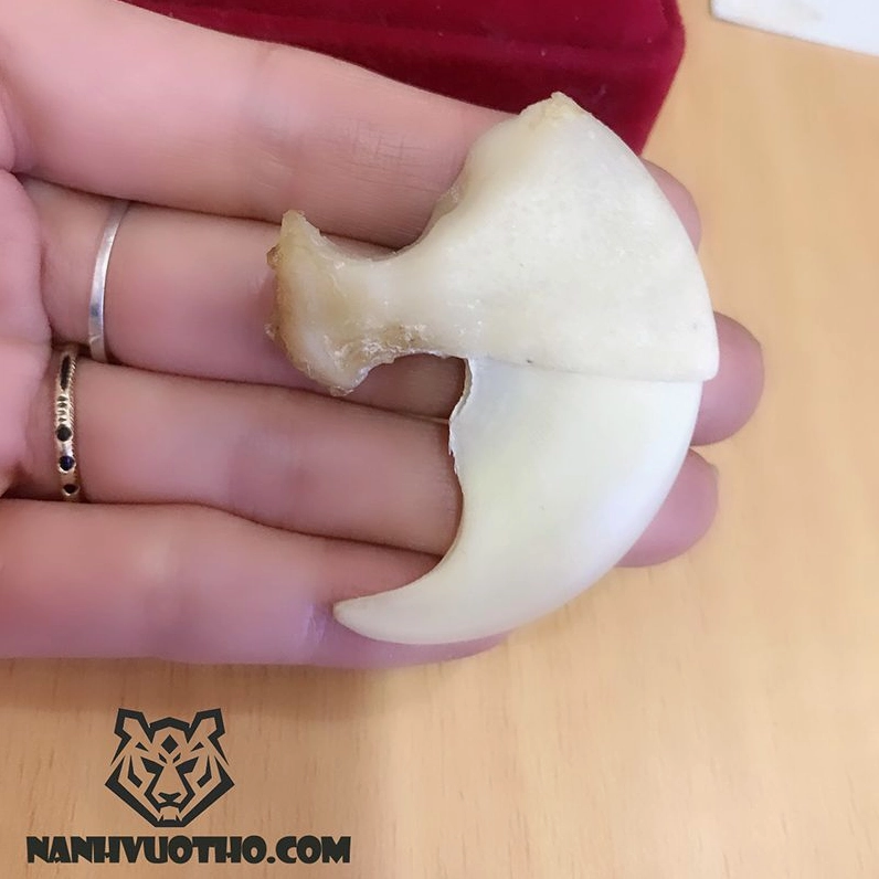móng hổ tự nhiên còn nguyên cùi